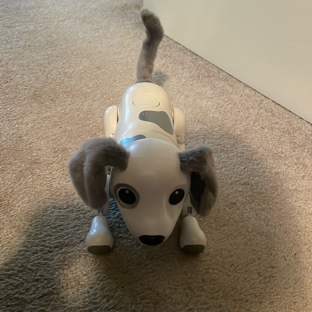 Zoomer playful pup